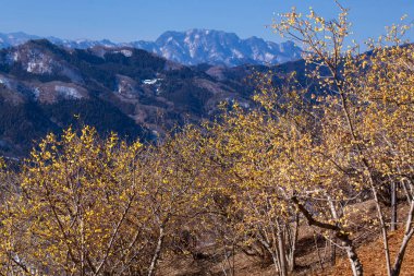 Renkli yapraklı sonbahar manzarası
