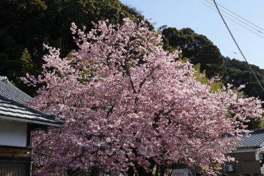 Kiraz çiçekleri Japonya 'da baharın sembolüdür..