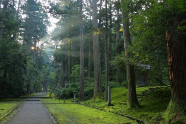 Nara Japonya Ormanı