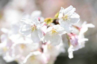 Bahar kiraz çiçekleri, güzel çiçekler. 