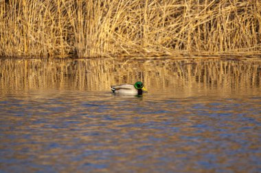 Ördek nehirde yüzüyor.