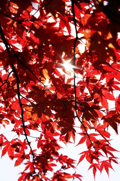 Sonbaharda Kırmızı Yapraklar Sonbahar Bitkisi — Stok fotoğraf