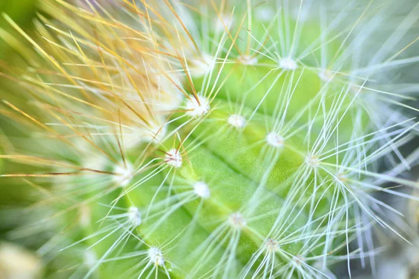 Vicino Cactus Messa Fuoco Selettiva — Foto Stock
