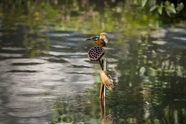 Krásný Pták Sedí Klacku Řeky — Stock fotografie