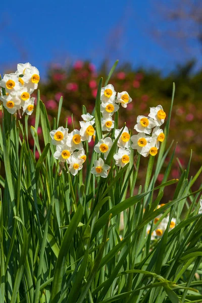 Gele Witte Narcissen Bloemen Tuin — Stockfoto