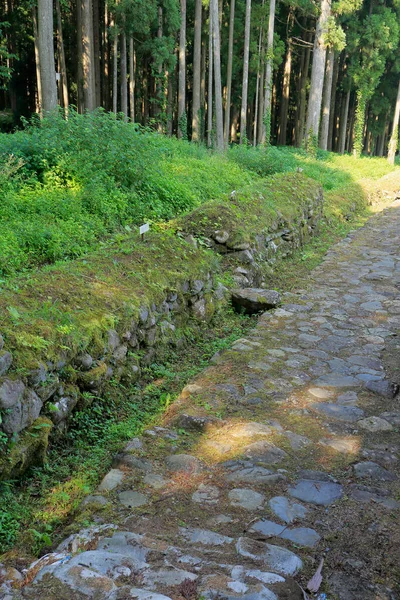 Camino Piedra Musgo Verde —  Fotos de Stock