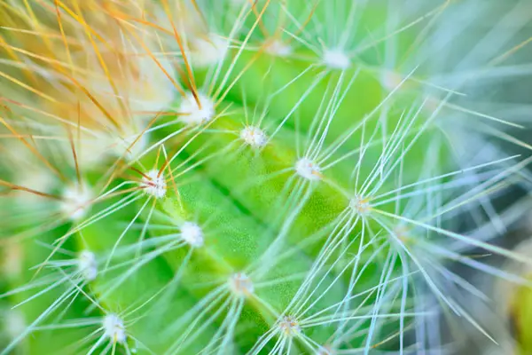Vicino Cactus Messa Fuoco Selettiva — Foto Stock