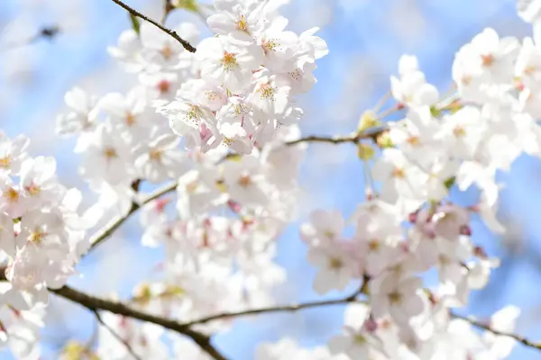 Hermosas Flores Jardín Flores Cerezo Primavera — Foto de Stock