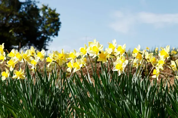 春庭の黄色いダフジル花 — ストック写真