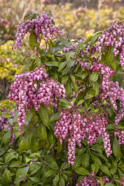 beautiful pink flowers of the shrub