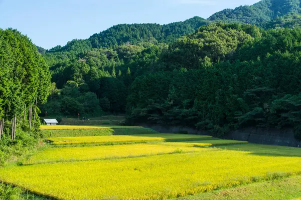 Красивый Пейзаж Зелеными Рисовыми Полями — стоковое фото