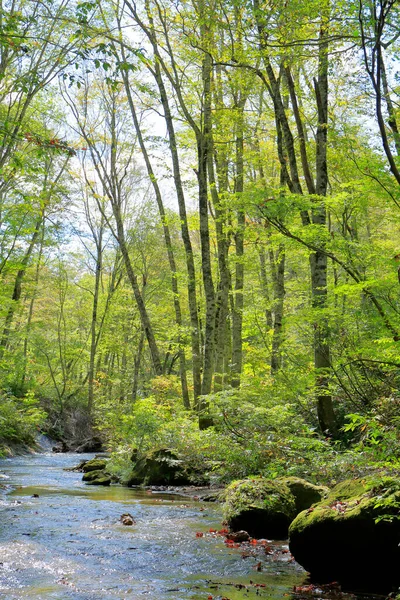 Ormanda yeşil ağaçlar 
