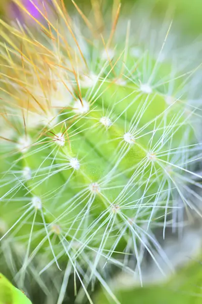 Close Cactus Selective Focus — Stock Photo, Image