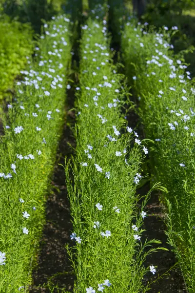 Niebieskie Kwiaty Polu Zielonej Trawy — Zdjęcie stockowe
