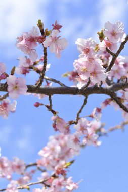 Japonya 'da güzel kiraz çiçekleri var. Görüntüyü kapat