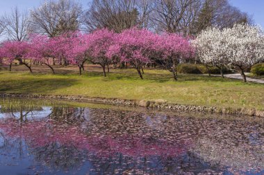 kiraz çiçeği arkaplan görünümü