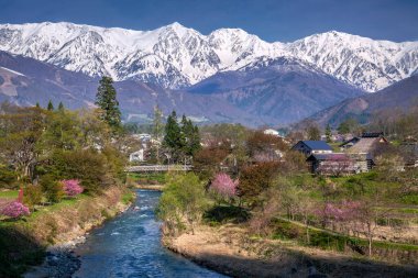 Güzel karlı dağlar, çiçek açan sakura ağaçları ve nehir manzarası. 