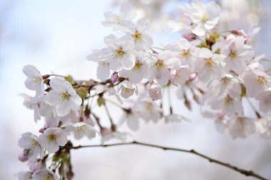 Japonya 'da kiraz çiçeği, Tokyo