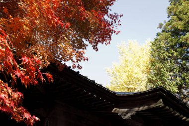 Tokyo 'da sonbahar mevsimi boyunca canlı sonbahar yaprakları