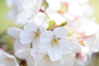 Bahçede bahar çiçekleri, ilkbaharda kiraz çiçekleri   
