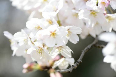 İlkbaharda açan kiraz ağacı 