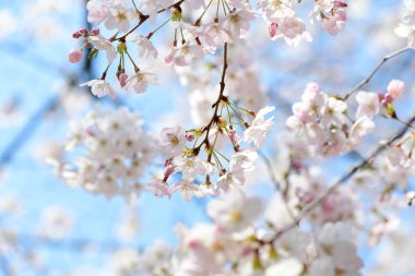 Bahçede bahar çiçekleri, ilkbaharda kiraz çiçekleri   