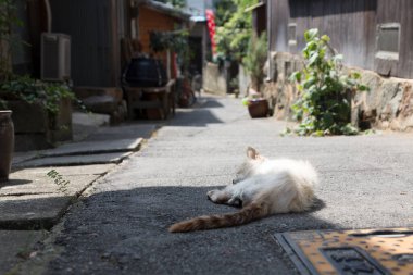 Sokakta uyuyan beyaz kedinin portresini kapat. 