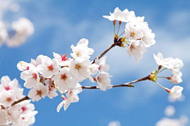 Japon sakura çiçeği pozu, bahar resmi.