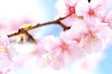 Japonya 'da güzel kiraz çiçekleri var. Görüntüyü kapat