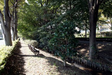 Şehirdeki güzel sonbahar parkı