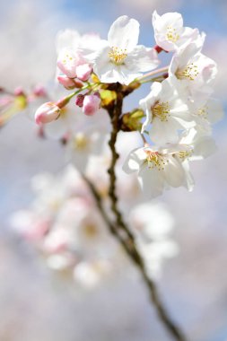 İlkbaharda açan kiraz ağacı 
