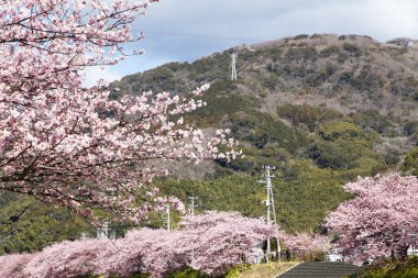 Kiraz çiçekleri Japonya 'da baharın sembolüdür..