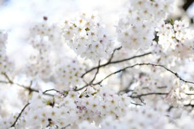 İlkbaharda kiraz çiçeği