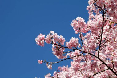 Kiraz çiçekleri Japonya 'da baharın sembolüdür..