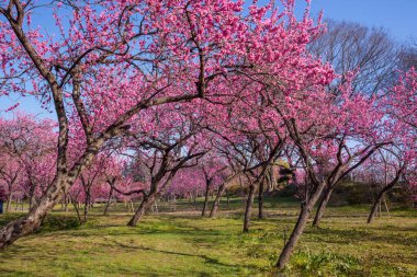 kiraz çiçeği arkaplan görünümü