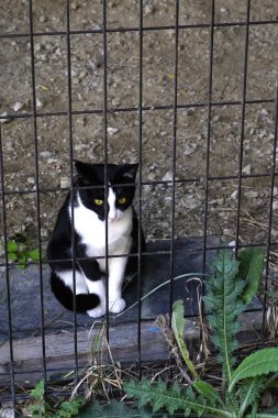 Kafesteki sevimli siyah beyaz kedi
