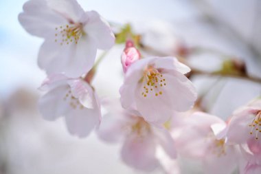 Baharda arkaplan için kiraz çiçeği ya da metin için kopyalama alanı