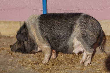 Kırsalda bir çiftlikte domuz.