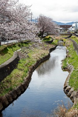 Bulutlu gökyüzünün altında dar, dolambaçlı nehir kıyısında açan kiraz çiçekleri.