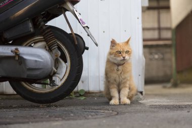 Scooter 'ın yanında oturan turuncu kedi