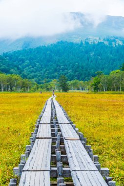 Ormanda ahşap geçit.