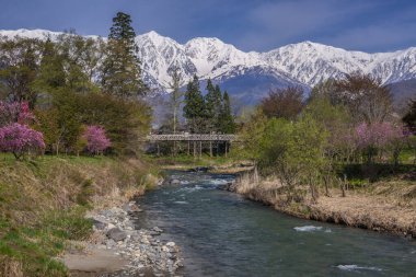 Güzel karlı dağlar, çiçek açan sakura ağaçları ve nehir manzarası. 