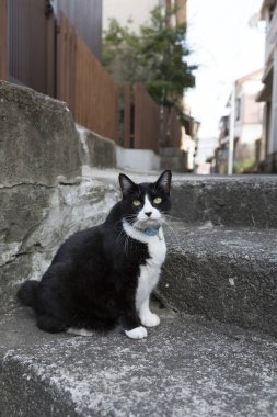 Siyah beyaz kedi dışarıda oturuyor.