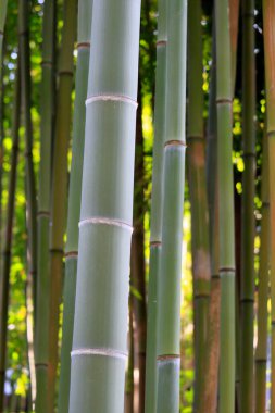 Sabahları doğada bambu ormanı