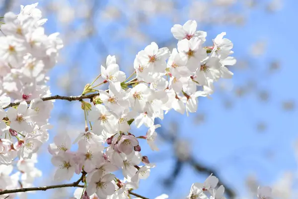 Vårkörsbärsblommor Vackra Blommor — Stockfoto