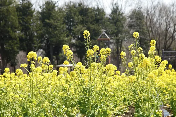 Nahaufnahme Von Kleinen Gelben Blumen Auf Der Wiese — Stockfoto
