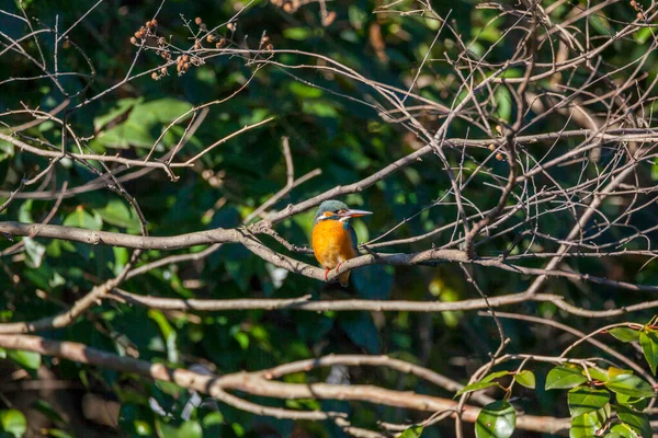 Oiseau Assis Sur Des Branches Arbres Dans Forêt — Photo