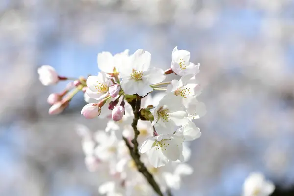 Vårblommor Trädgården Körsbärsblommor Våren — Stockfoto