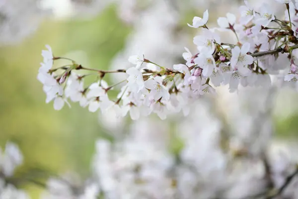 Білі Весняні Квіти Саду — стокове фото