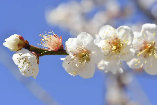 Красиве Цвітіння Вишні Японії Крупний План Перегляду — стокове фото